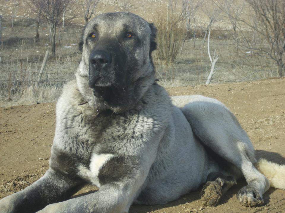 Kangal